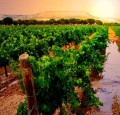 Die 10 besten Ribera Del Duero-Weine