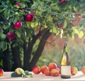 Alles über Cidre: ein Getränk mit prickelndem Erfolg