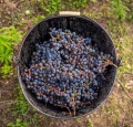 Was ist biodynamischer Wein?