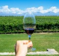 Tout Savoir Sur Les Vins D’Argentine 