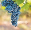 Tout Savoir Sur La Syrah