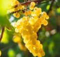 Pinot Gris, Pinot Noir, Pinot Blanc – Comment Choisir ?