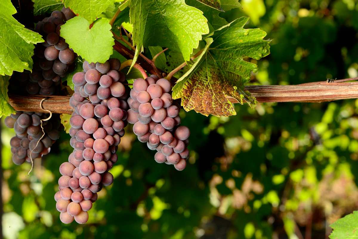 pinot gris