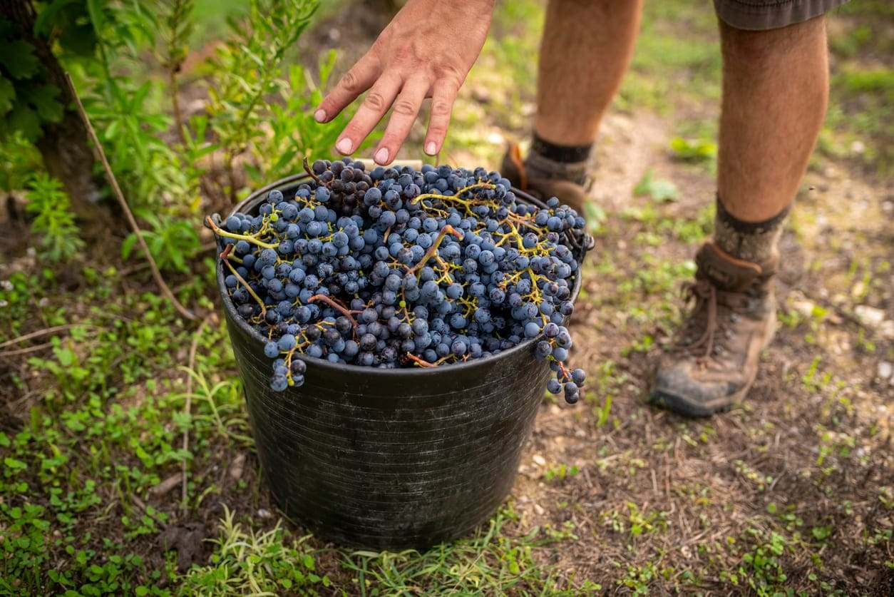 biodynamischer Wein